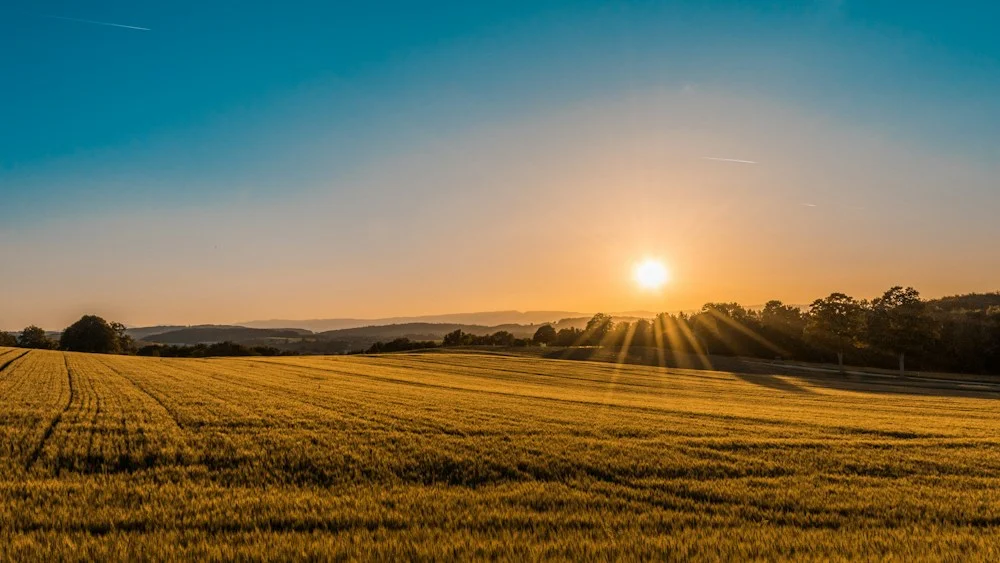 Green agricultural fields rolling into the distance in warm sunlight