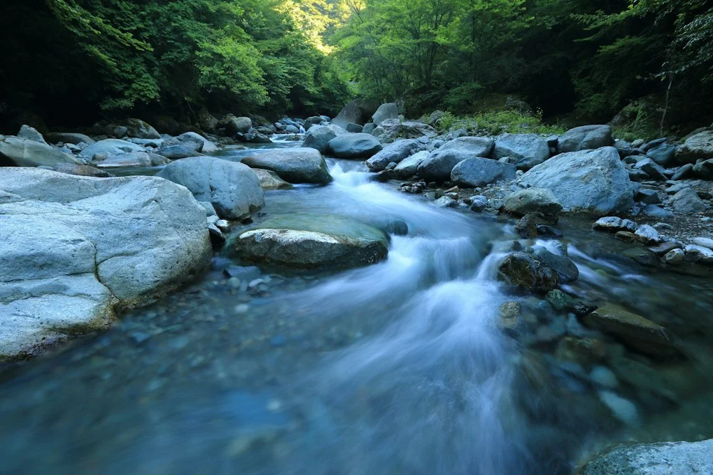 Flowing stream winding through a lush green forest